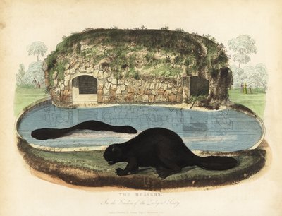 North American beaver, Castor canadensis. 作者 威廉·斯梅利