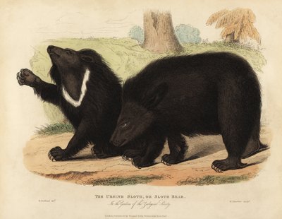 懒熊，Melursus ursinus。易受伤害。 作者 威廉·斯梅利