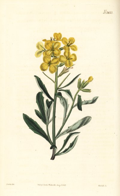 臭壁花，Erysimum odoratum（香甜的高山绿篱芥，Erysium lanceolatum minus）。 威德尔在约翰·柯蒂斯 (John Curtis) 的植物插图后雕刻的手绘铜版画，来自威廉·柯蒂斯 (William Curtis) 的《植物学杂志》，伦敦塞缪尔·柯蒂斯 (Samuel Curtis) 作者 威廉·斯梅利