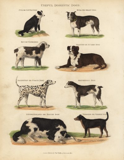 Useful Domestic Dogs, Canis lupus familiaris. 作者 威廉·斯梅利