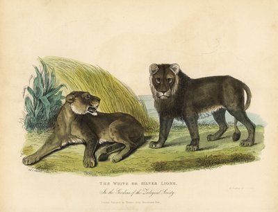 白狮或银狮，Panthera leo melanochaita。 作者 威廉·斯梅利