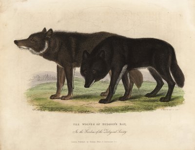 Wolves of Hudson Bay, Canis lupus. 作者 威廉·斯梅利