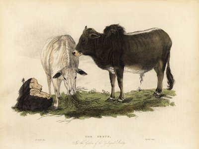 Zebu，Bos primigenius indicus。 作者 威廉·斯梅利
