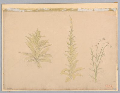 毛蕊花植物研究 作者 威廉·斯坦利·哈瑟尔汀