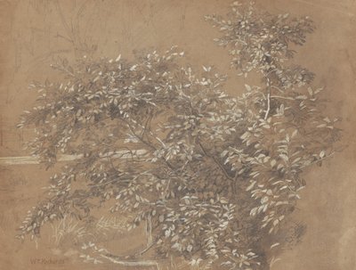 叶子 作者 威廉·特罗斯特·理查兹
