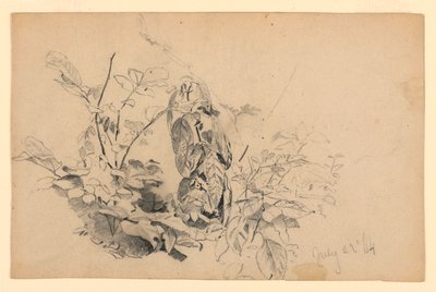 叶片研究 作者 威廉·特罗斯特·理查兹