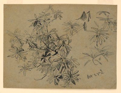 树叶研究 作者 威廉·特罗斯特·理查兹
