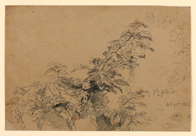 树叶研究 作者 威廉·特罗斯特·理查兹