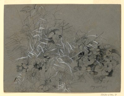 研究紫罗兰的叶子和草 作者 威廉·特罗斯特·理查兹