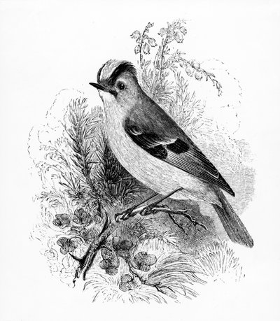 Golden Crested Regulus，来自William Yarrell的“英国鸟类史”的插图，首次出版于1843年 作者 威廉·亚雷尔