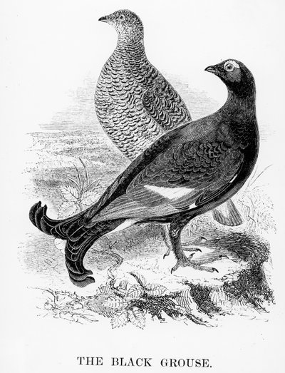 黑色松鸡，威廉·亚瑞尔的“英国鸟类史”中的插图，首次出版于1843年 作者 威廉·亚雷尔
