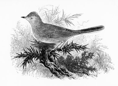 Dartford Warbler，来自William Yarrell的“英国鸟类史”的插图，首次出版于1843年 作者 威廉·亚雷尔