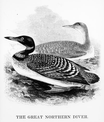 伟大的北方潜水员，威廉·亚瑞尔的“英国鸟类历史”插图，1843年首次出版（木刻） 作者 威廉·亚雷尔