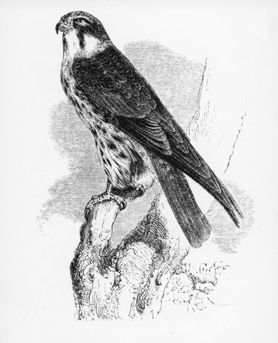 爱好，威廉·亚雷尔的“英国鸟类史”中的插图，首次出版于1843年 作者 威廉·亚雷尔