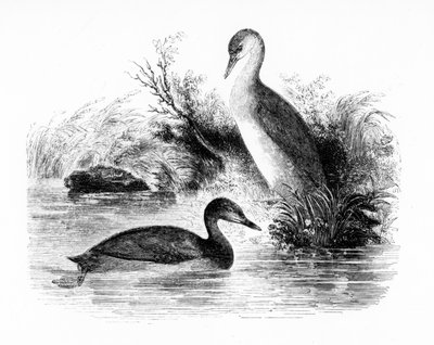The Little Grebe，或Dabchick，来自William Yarrell的“英国鸟类历史”的插图，首次出版于1843年 作者 威廉·亚雷尔