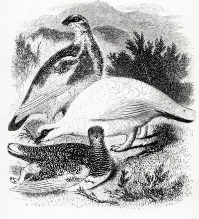 The Ptarmigan，来自William Yarrell的“英国鸟类史”的插图，首次出版于1843年 作者 威廉·亚雷尔