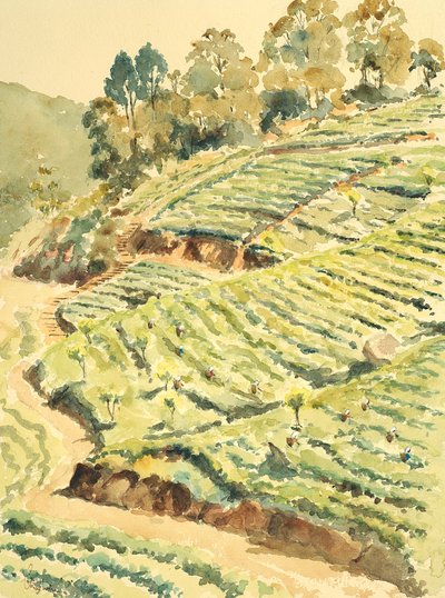 727采茶机，格伦莫尔 作者 威尔逊·克莱夫（Wilson Clive）