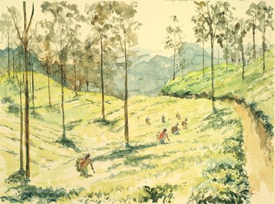埃拉附近的728采茶机 作者 威尔逊·克莱夫（Wilson Clive）