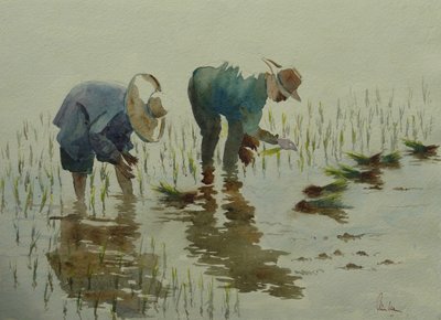 885种植水稻 作者 威尔逊·克莱夫（Wilson Clive）