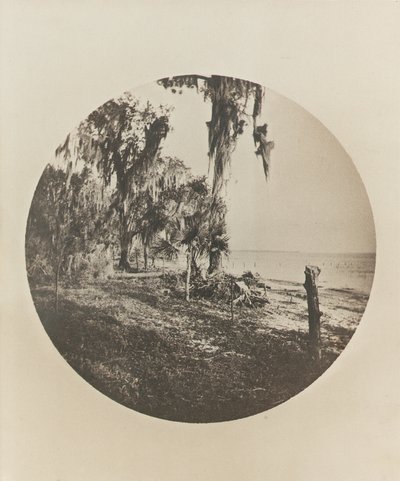 棕榈树和海滩场景，佛罗里达海岸，约1904年 作者 温斯洛·荷马