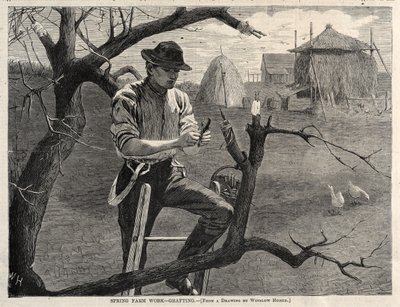 春季农场工作-嫁接，1870年。 作者 温斯洛·荷马