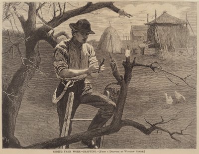 春季农场工作--嫁接》，1870年出版。 作者 温斯洛·荷马