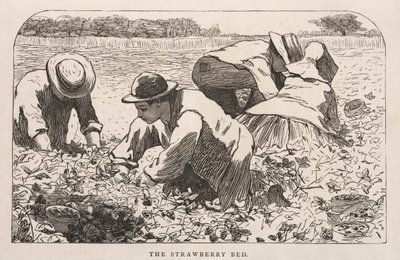 草莓床，1868年。 作者 温斯洛·荷马