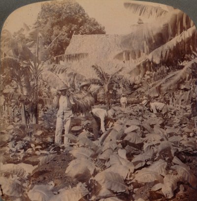 割烟-典型的种植园-古巴哈瓦那省，1899年 作者 作品和太阳雕塑工作室