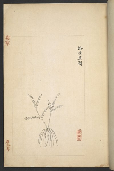 或 13347 B f.2r 《杜草（有毒的植物）》中的平面图（纸上水墨和色彩） 作者 吴启军