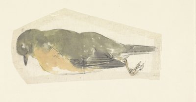 死知更鸟 作者 山本真良白逸