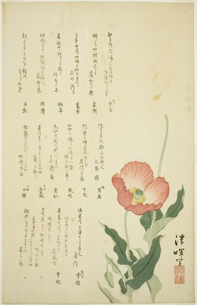 两朵罂粟花 作者 横山精机
