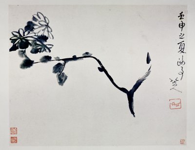菊花，1692年 作者 朱达