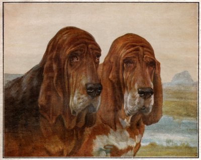 圣休伯特的狗或寻血猎犬。1925年(插图) 作者 . .
