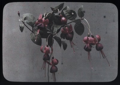 "Fucshia" 作者 弗雷德里克（致）巴纳德