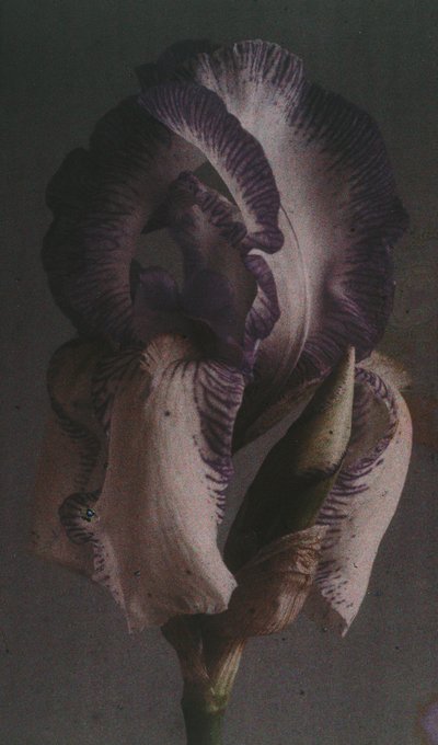 "德国鸢尾花(Iris germanica) 作者 弗雷德里克（致）巴纳德