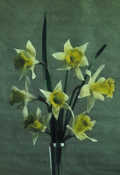 "水仙花"（水仙花--金穗 作者 弗雷德里克（致）巴纳德