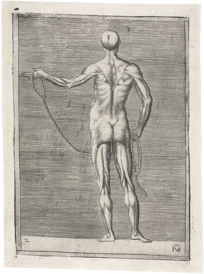 肌肉 男性肌肉组织的解剖学研究；男人拿着绳子，约1555年 作者 弗雷德里克（致）巴纳德