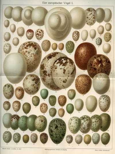 表现不同鸟蛋的自然科学板。插图来自 "Meyers Grosses Konversations - Lexikon" 1904年。莱比锡和维也纳书目学研究所 作者 费迪南德·乔治·沃尔德米勒
