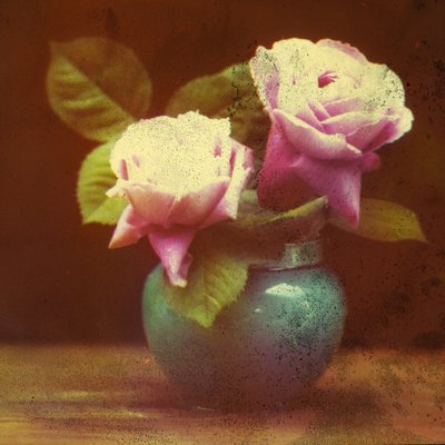 "玫瑰花" 作者 弗雷德里克（致）巴纳德