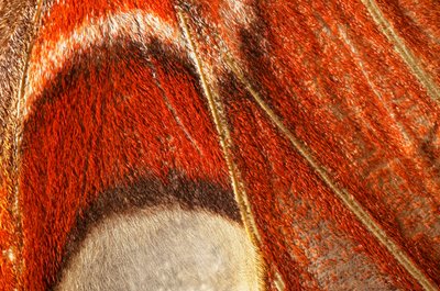 蝴蝶Attacus atlas (lepidoptera) Closer plan.(宏观摄影) 作者 理查德（后）爸爸