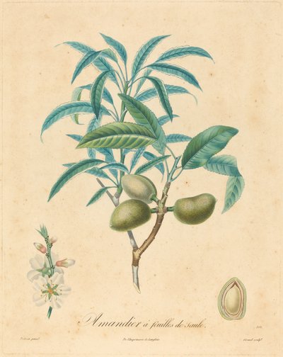柳叶杏树 作者 在 A. Poiteau 之后