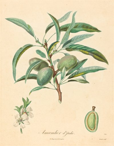意大利杏仁 作者 在 A. Poiteau 之后