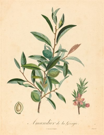 格鲁吉亚的杏仁树 作者 在 A. Poiteau 之后