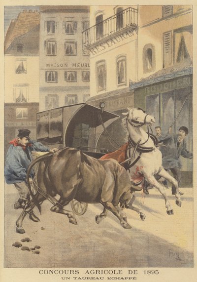 农业展1895年。一头逃脱的公牛 作者 在Oswaldo Tofani之后