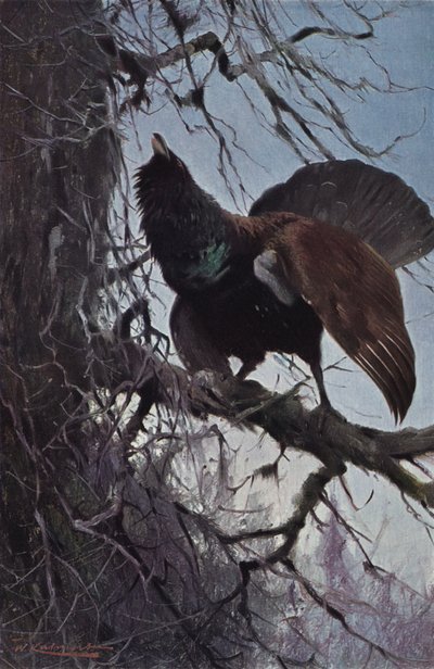 松鸡 作者 after Wilhelm Kuhnert