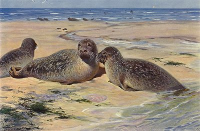 普通印章 作者 威廉·库纳特之后