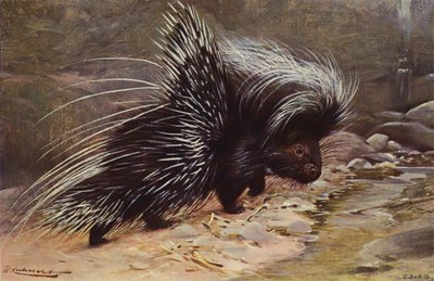 凤头豪猪 作者 威廉·库纳特之后