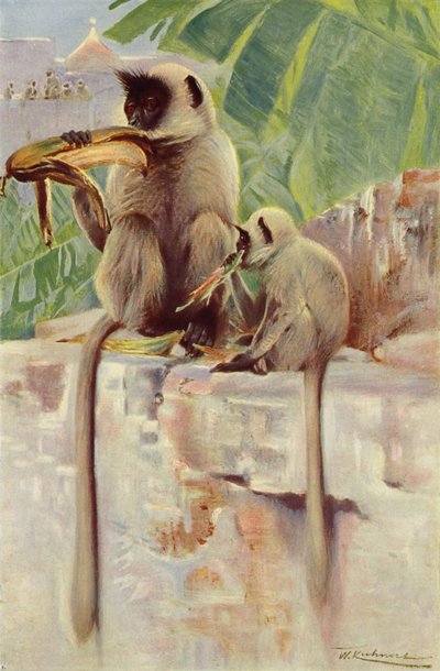哈努曼猴 作者 after Wilhelm Kuhnert