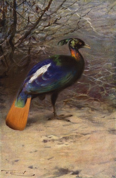 虹雉 作者 after Wilhelm Kuhnert