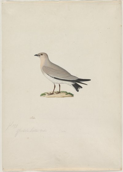 小黄雀（Glareola lactea） 作者 归功于 Paul Huet